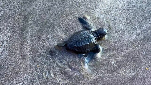On Kuta Beach, a turtle release ceremony is held as part of the Bali Sea Turtle Society (BSTS) program. Protecting sea turtles. Turtles are released onto the sand and run towards the water. Indonesia.