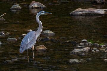 Blue heron in the creek