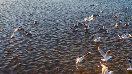 Aerial View of Seagulls Flying Over Shallow Coastal Sandbars at Sunset