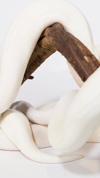 Albino White Snake Coiling Around Wooden Branch Perch
