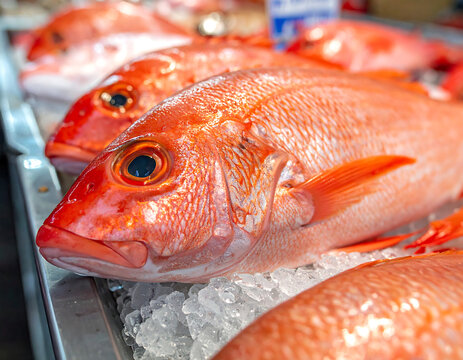 Fresh Red Snapper Fish on Ice at Traditional Wet Market Close Up