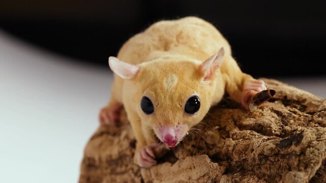 Close Up of a Sugar Glider Eating a Mealworm on Wood