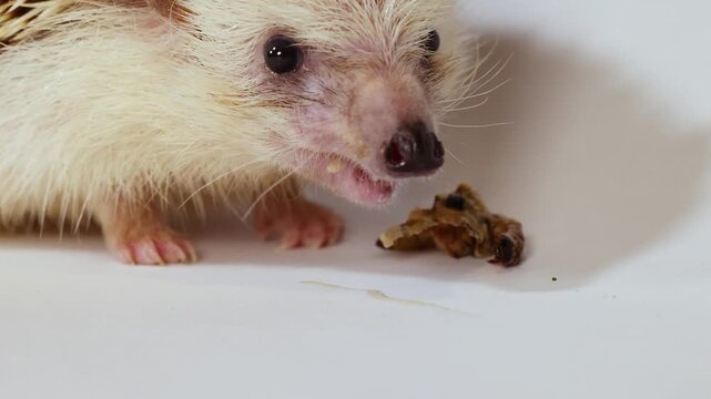 Close Up of a Pet Hedgehog Eating a Mealworm in Studio