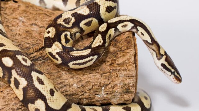 Ball python slowly exploring wooden log in studio