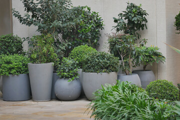 Plants in gray pots arranged in a garden space