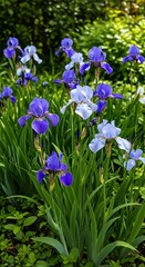Beautiful purple and white irises flowers. © sampurna