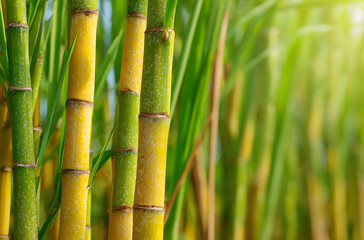 Obraz premium Organic sugarcane plantation background with yellow cane stems and green grass photographed outdoors in daylight for agriculture education sustainable farming concepts
