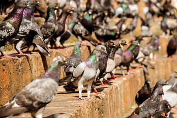 Fototapeta premium A large flock of urban pigeons highlights overpopulation and public health problems. Selective focus.