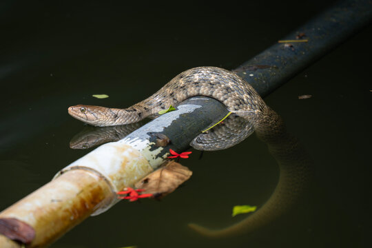 Checkered keelback snake / Asiatic water snake on the pipeline 