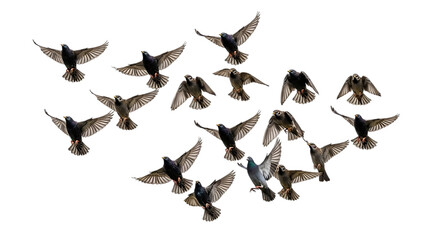 Flock of pigeons flying in mid air isolated on white background isolated on transparent background