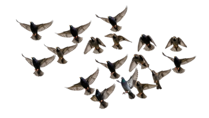 Flock of pigeons flying in mid air isolated on white background isolated on transparent background
