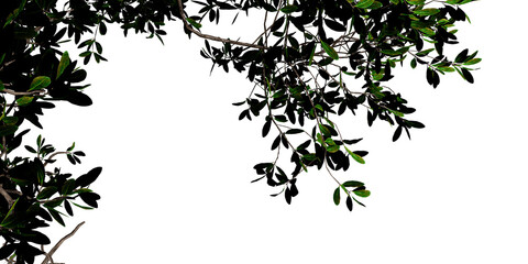 Tree Branches and Leaves &ndash; Natural Silhouette Framing with Minimalist Contrast for Design and Environment