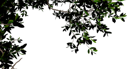 Tree Branches and Leaves – Natural Silhouette Framing with Minimalist Contrast for Design and Environment