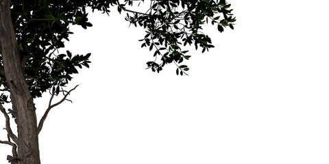 Tree Trunk and Branch Silhouette &ndash; Natural Contrast and Minimalist Foliage for Artistic Design