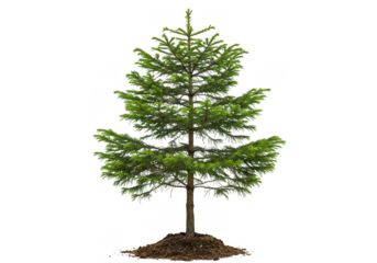 Small evergreen tree isolated on transparent background