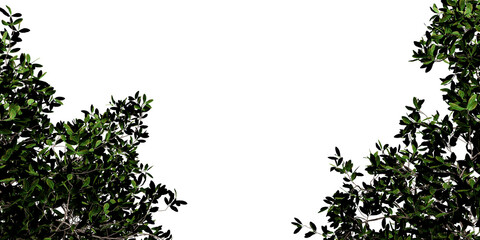 Framed Tree Tops Against White Sky &ndash; Natural Symmetry and Foliage Contrast for Design and Environment