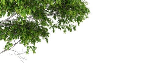 ree Branch with Green Leaves &ndash; Natural Canopy Contrast for Design and Environmental Themes