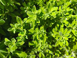 Obraz premium green leaves background A shrub with small, pointed, medium-green leaves. The small plant forms a dense canopy that receives afternoon sunlight.