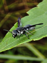 A black potter wasp perches on a green leaf, its glossy exoskeleton and slender waist clearly visible, reflecting the species&rsquo; predatory nature and precise adaptations for nesting and hunting
