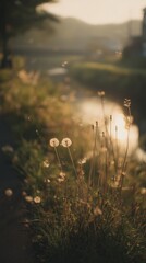 A Serene Evening by the Water with Dandelion Clusters Glowing in the Warm Light of Sunset