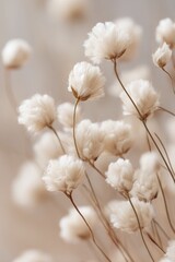 Delicate white floral blooms gracefully swaying against a softly blurred background, evoking a sense of tranquility and natural beauty.