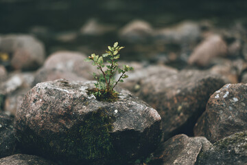 a small plant growing out of a rock