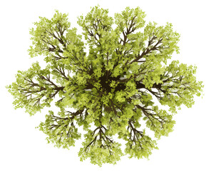 Vista a&eacute;rea de &aacute;rbol frondoso con follaje verde brillante, aislado sobre fondo blanco transparente.