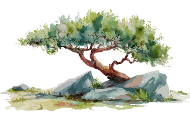 Pino solitario inclinado sobre rocas, ilustraci&oacute;n acuarela con fondo transparente para dise&ntilde;o.