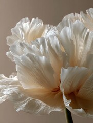Delicate White Petals of a Flower in a Soft, Natural Light Displaying Intricate Textures and Elegant Curves