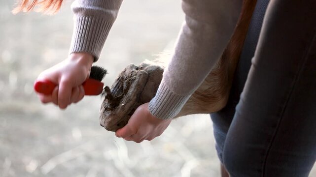 Close up video showing a horse hoof being cleaned with a hoof pick. The process removes dirt from the sole, frog, and hoof grooves as part of daily hoof care and equine hygiene. Professional farrier a