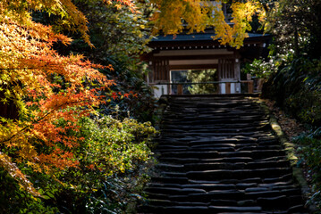 鎌倉251219　浄智寺12　紅葉･黄葉
