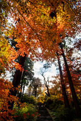 鎌倉251219　浄智寺6　紅葉･黄葉