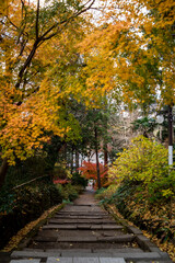 Fototapeta premium 鎌倉251219 浄智寺3 紅葉･黄葉