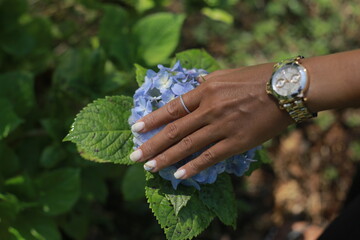 Tanned female hand wearing a wristwatch gently touching a blue hydrangea flower, close-up scene with soft light and calm natural mood