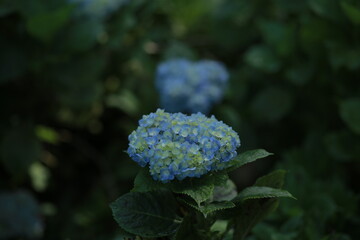 Large blue hydrangea flower surrounded by dark bokeh background, soft light highlighting delicate petals and calm floral mood