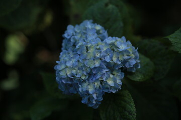 Large blue hydrangea flower surrounded by dark bokeh background, soft light highlighting delicate petals and calm floral mood