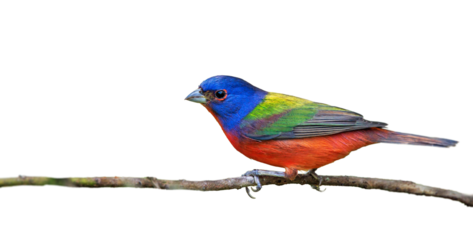 A painted bunting (Passerina ciris) male perching on a twig. Clipped from my real photo shot in Corkscrew Regional Ecosystem Watershed, Florida. transparent PNG with real bird isolated.