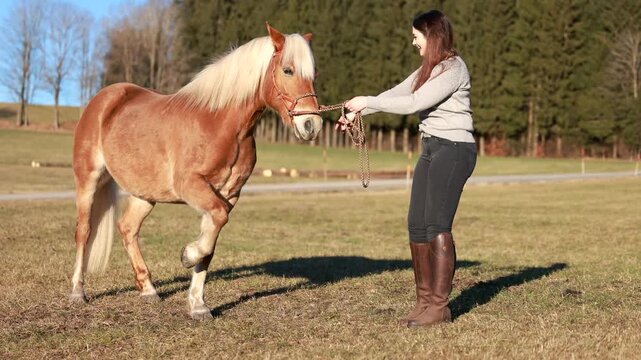Haflinger mare shows the Spanish walk on command in sensitive horsemanship training, wearing a sidepull during groundwork