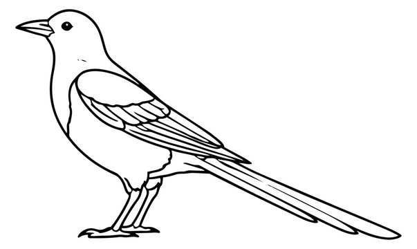 Hand drawn line art illustration of a magpie bird depicting it standing in profile for educational resources