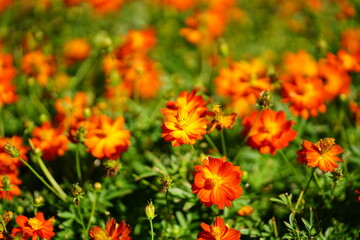 Bright orange and yellow coreopsis flowers blooming in a natural garden, with soft bokeh background and green foliage, symbolizing summer, freshness, and vibrant outdoor beauty.