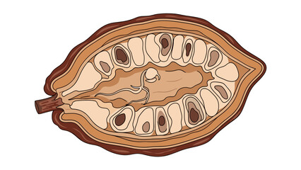 Cocoa Pod Cross-Section Illustration with Beans and Pulp
