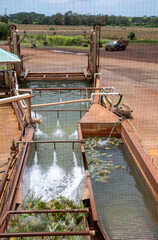 Pineapples at a production facility being washed after harvest and moved on a conveyor belt
