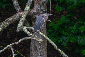 Blue heron in the tree
