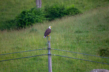 Bald eagle on the power pole