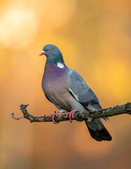 Wood Pigeon Perched on Branch in Autumnal Light.