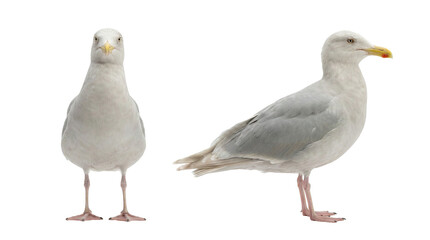 Seagull Front and Side Views on White Background