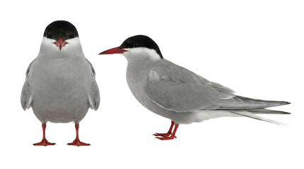 close up of a red crested cockatoo