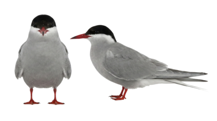 close up of a red crested cockatoo