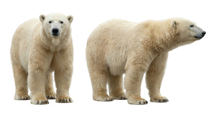 Polar Bears Standing on White Background Showing Front and Side Views
