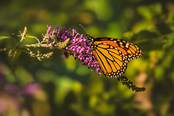 A vibrant Monarch butterfly (Danaus plexippus) with orange and black wings feeds on nectar from the purple flowers of a butterfly bush (Buddleja davidii) in a sunny summer garden.